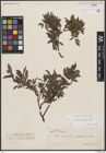 Foto von Salix breviserrata Flod.